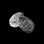 Dinosaur egg fossil pendant 925 Sterling Silver Handmade Tyrannosaurus Rex pendant 