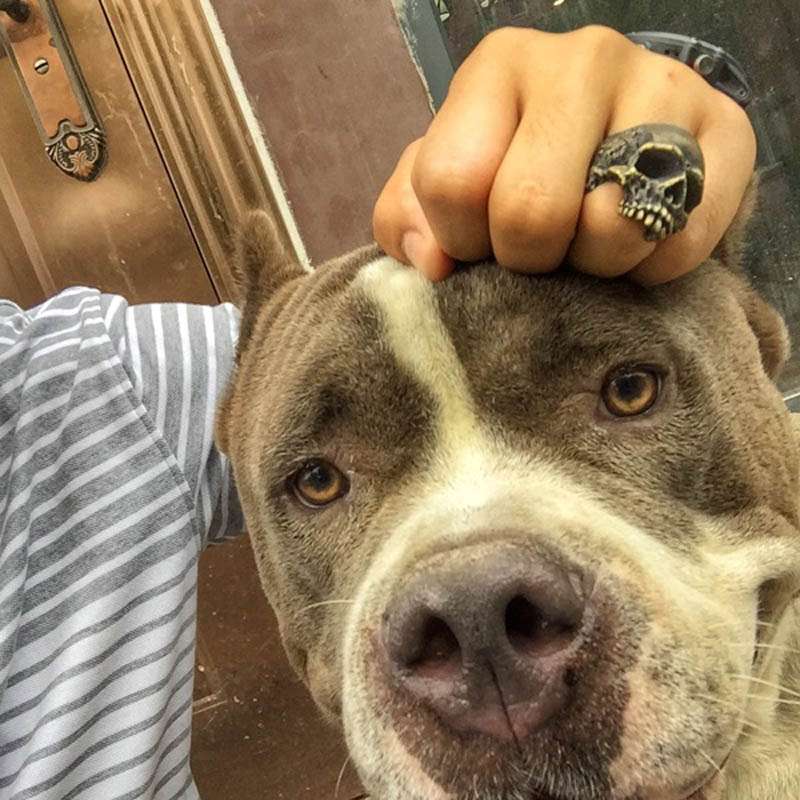 Rugged Skull rings 925 Silver Crackle Skull rings SSJ07